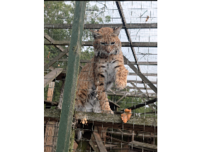Customer Photo of Wild Cat Feeding Experience for Two